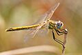 Darter August 2007-22 edit