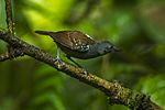 Archivo:Dull-mantled Antbird - Braulio Carrillo - Costa Rica (26697353765)
