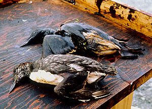 Archivo:EVOSWEB 013 oiled bird3