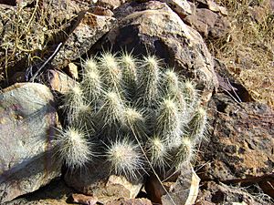 Archivo:Echinocereus schereri (1)