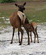 Archivo:Elks Mother with the young in Yellowstone NP