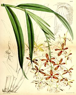 Epidendrum cnemidophorum - Curtis' 93 (Ser. 3 no. 23) pl. 5656 (1867).jpg