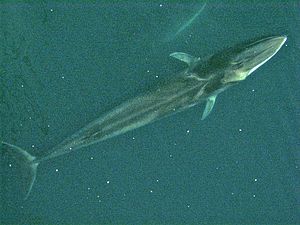Archivo:Fin whale from air