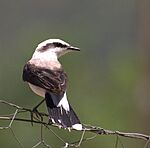 Archivo:Flickr - Dario Sanches - LAVADEIRA-MASCARADA (Fluvicola nengeta) (3)