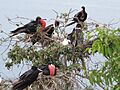 Fregatas en la Isla de la Plata