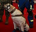 Frida, perra de rescate de la marina