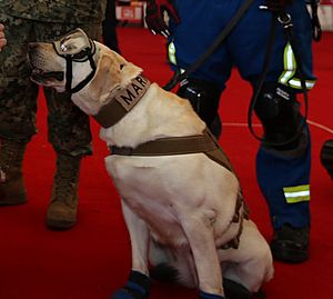 Archivo:Frida, perra de rescate de la marina