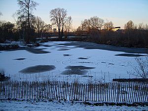 Archivo:Frozen-pond-in-Union-Bay-Natural-Area-2898