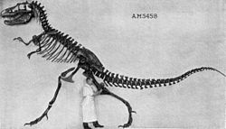 Archivo:Gorgosaurus