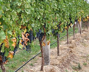 Archivo:Grape vines