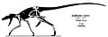 Hallopus skeletal