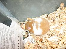 Archivo:Hamster dorado
