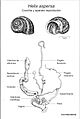 Helix aspersa ilustración