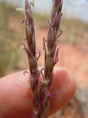 Archivo:Hilaria jamesii Oryzopsis-Hilaria-Sporobolus steppe (6124774096)