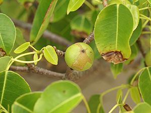 Archivo:Hippomane mancinella (fruit)