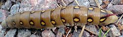 Archivo:Hyles-gallii-caterpillar
