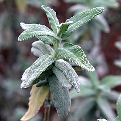 Archivo:IMG 0438-Salvia leucophylla