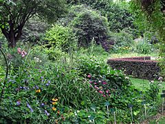 Jardin des iris au jardin des plantes