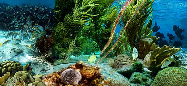 Archivo:Kleine Bonaire-Underwater life(js)