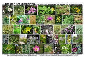 Archivo:Kloster-Kräutergarten-Pflanzen