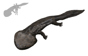 Archivo:Koolasuchus