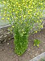Lactuca sativa blooming 03