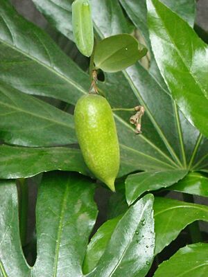 Archivo:Lapageria rosea berry in Temuco 01