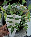 Leaves,compound,neem,Tamil Nadu441