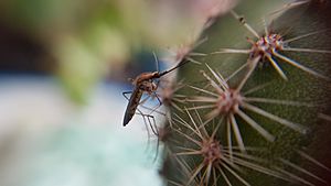 Archivo:Mosquito y cactus