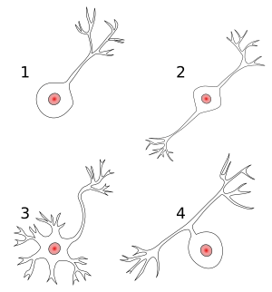 Archivo:Neurons uni bi multi pseudouni