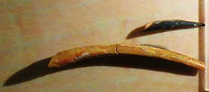 Archivo:Nigersaurus teeth