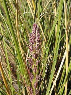 Nolina cespitifera fh 0523.18 MEX. In Blüte A.jpg