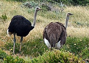 Archivo:Ostriches cape point cropped
