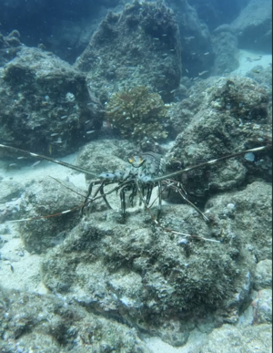 Archivo:Panulirus Gracilis Coiba2024