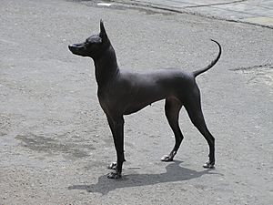 Archivo:Peruvian Hairless Dog 1