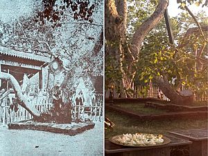 Archivo:Photograph of Jaya Sri Maha Bodhi Anuradhapura Sri Lanka