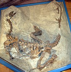 Archivo:Plateosaurus MSF23