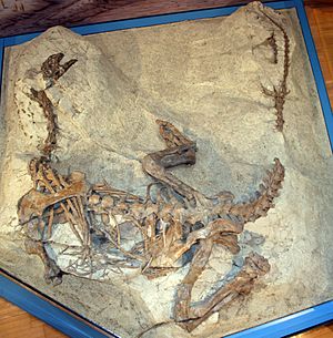 Archivo:Plateosaurus MSF23