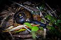 Powelliphanta traversi 60161965