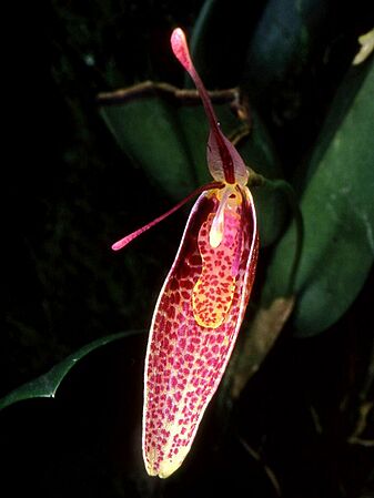 Restrepia roseola Orchi 01