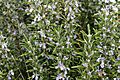 Rosemary bush