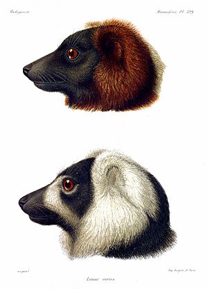 Archivo:Ruffed Lemur AGrandidier 0831