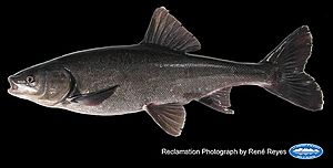 Archivo:Sacramento blackfish