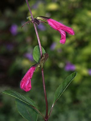 Archivo:Salvia buchananii (Scott Zona) 001