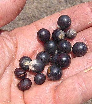 Archivo:Sapindus saponaria-seeds