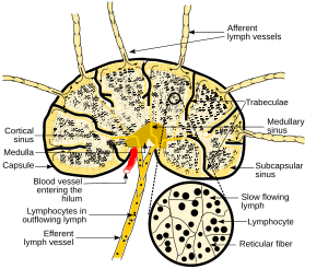 Archivo:Schematic of lymph node showing lymph sinuses
