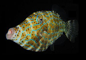 Archivo:Scrawled Filefish