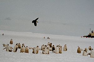 Archivo:Skua over penguins chicks