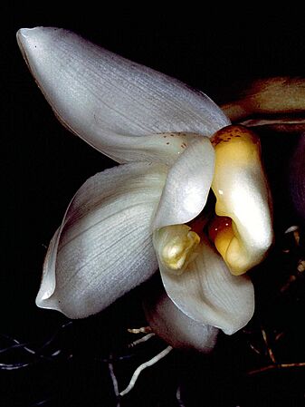 Stanhopea ecornuta Orchi 001