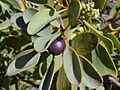 Starr 021209-0016 Santalum ellipticum